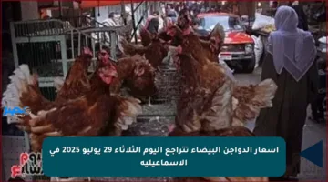 أسعار الدواجن البيضاء تتراجع اليوم الثلاثاء 29 يوليو 2025 في الإسماعيلية